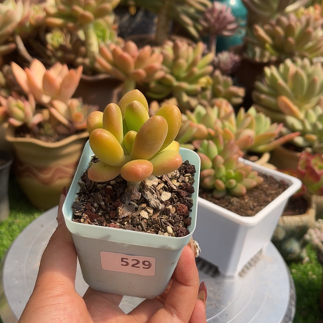 芒果奶。  529。 11111111