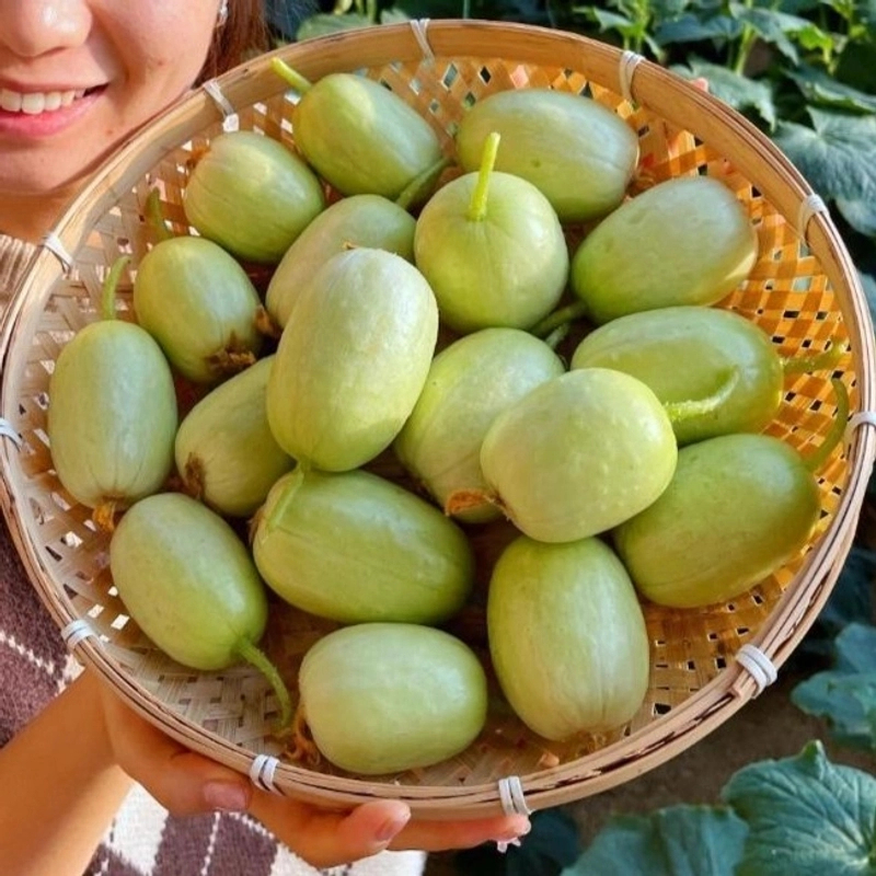 新【迷你玉女黄瓜种子】水果黄瓜苗玉女小黄瓜种子阳台盆栽庭院种植