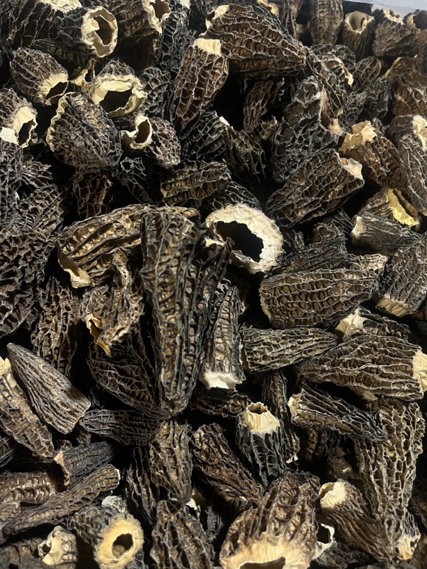 高原头茬剪柄厚肉六妹羊肚菌0612