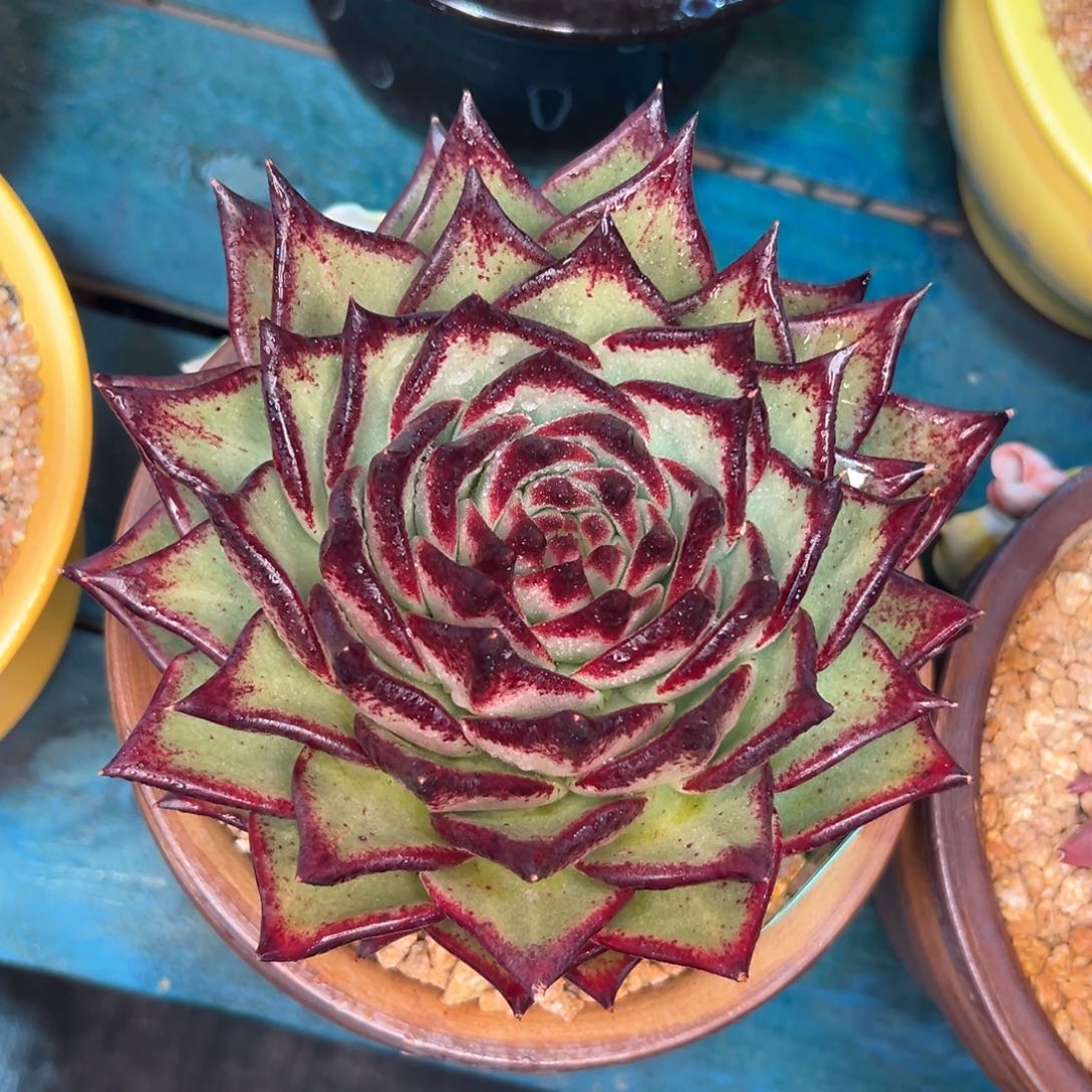 多肉一物一拍0208-69