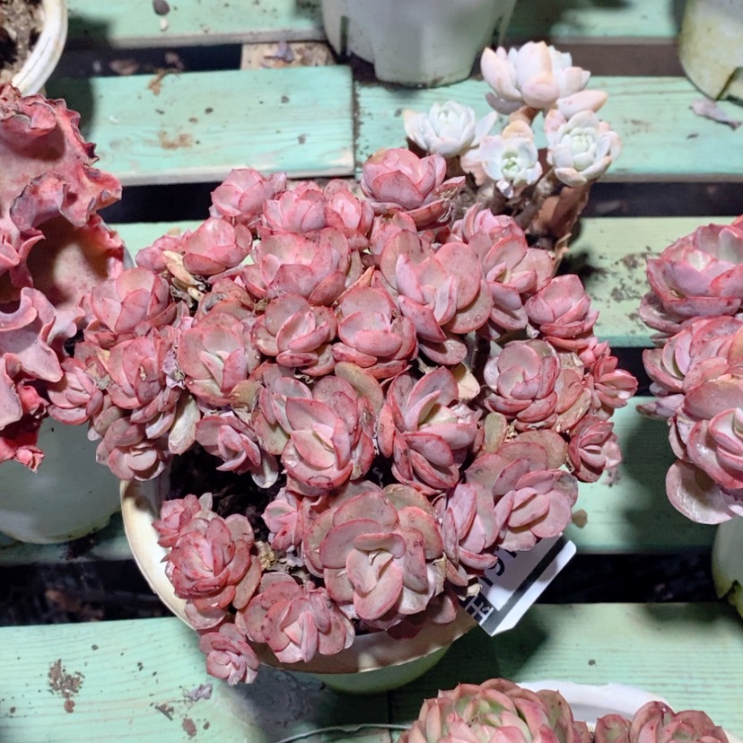 【闪购商品】秀妍19110