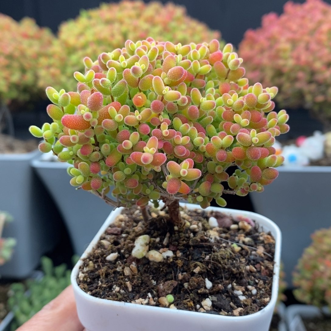 无花朵44号蜜橘糖球（特价）