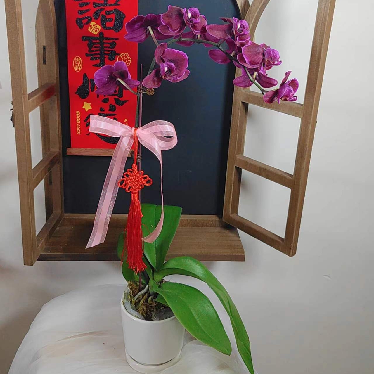 春节年宵花蝴蝶兰盆栽单株单剑小众品种含陶瓷盆高度约57厘米实拍