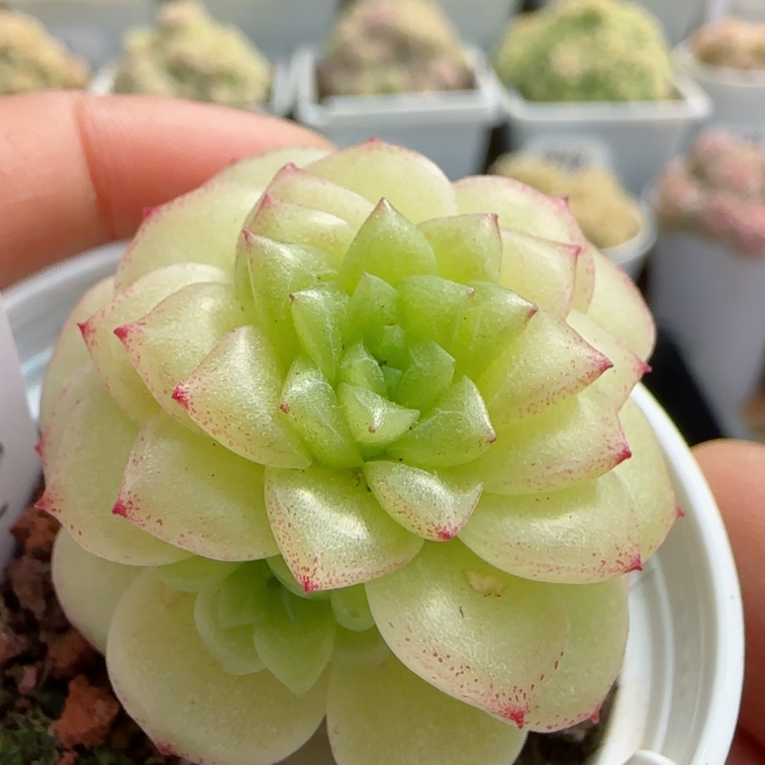 【闪购商品】0310-52(fm-49-1)