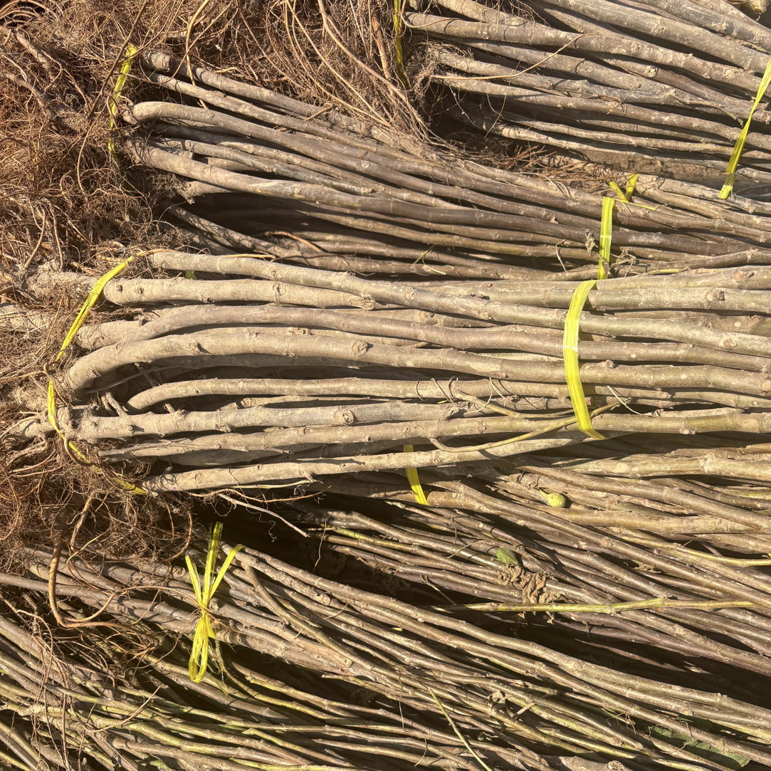 芭劳萘无花果树苗带土发货（不带叶不带果）