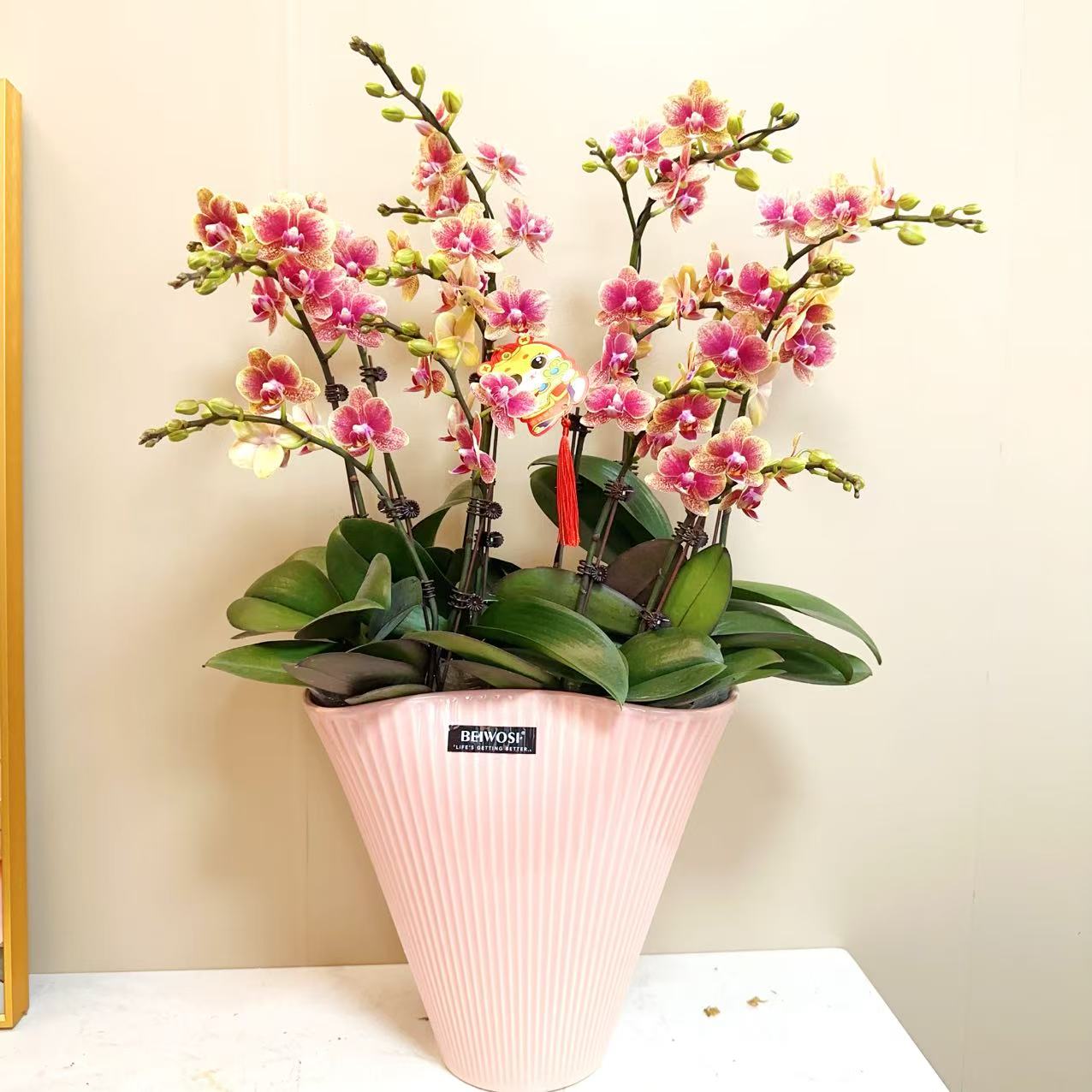 A+级【金蝶】精品 蝴蝶 兰