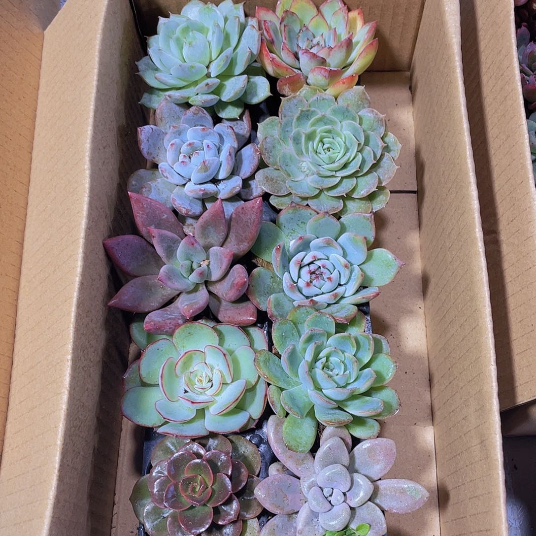 10颗-3号约4-6厘米