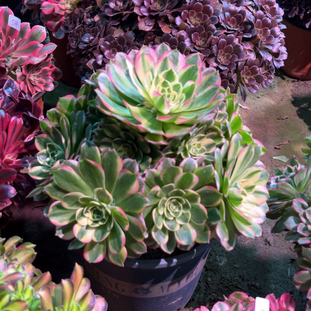 多肉植物海王548