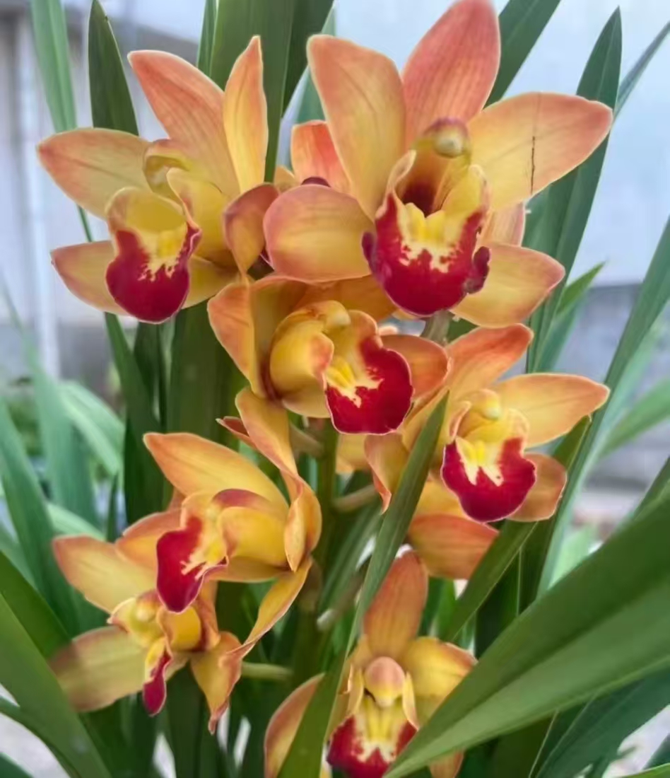 【月影维纳斯】室内好养高端精品绿植花卉盆栽