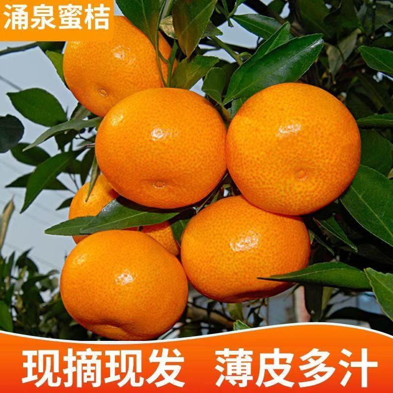 《临海涌泉蜜桔》颗粒包装新鲜采摘酸甜可口皮薄肉厚汁水足
