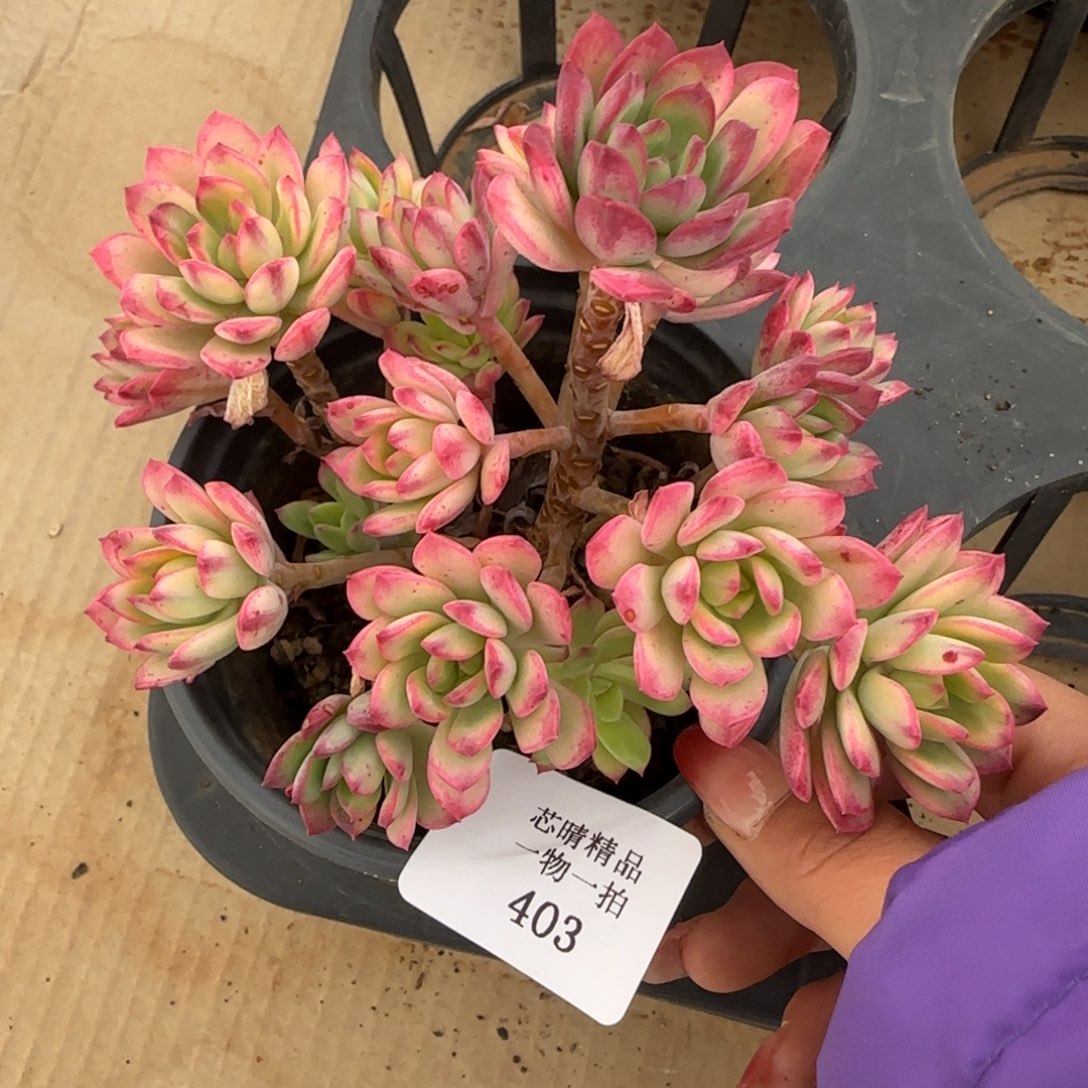 闪购精品多肉403号