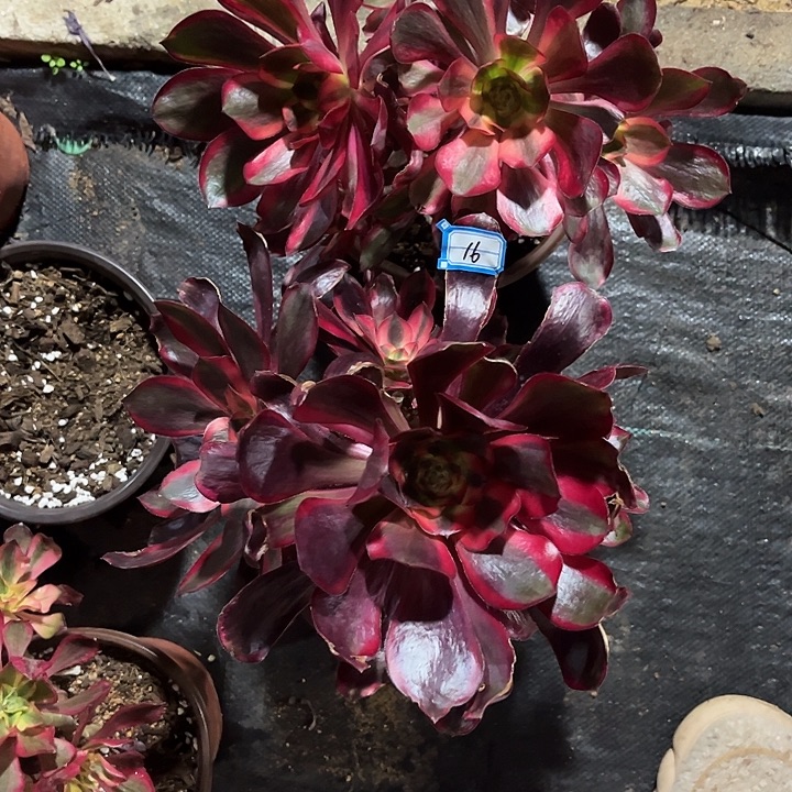 金***）15.16红魔女丛林法师