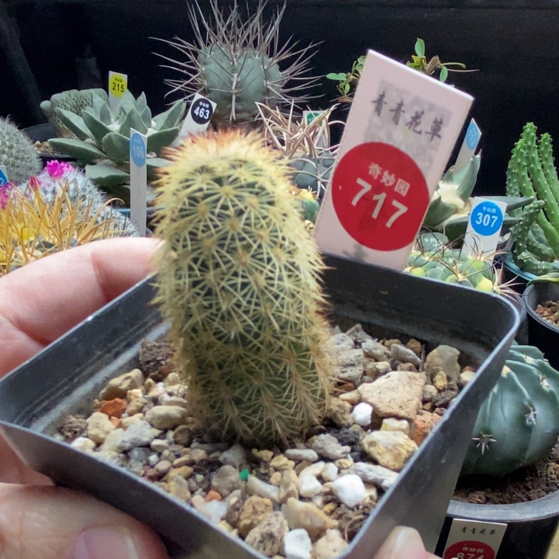 实生御旗虾一棵仙人球