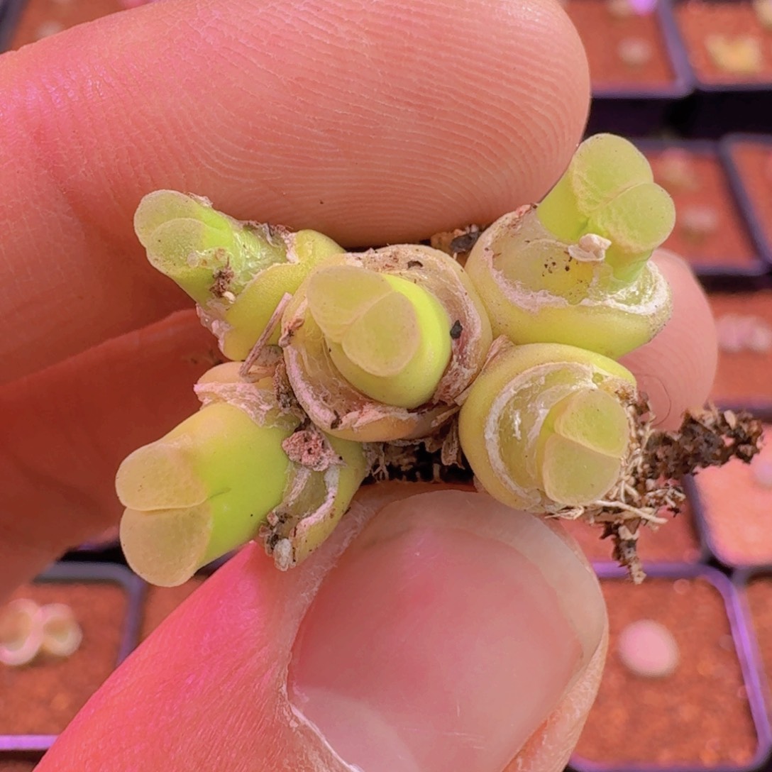 云缦新春特惠6.23粉绒窗佛肚