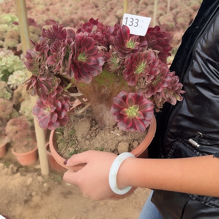 美杜莎缀化133一物一拍