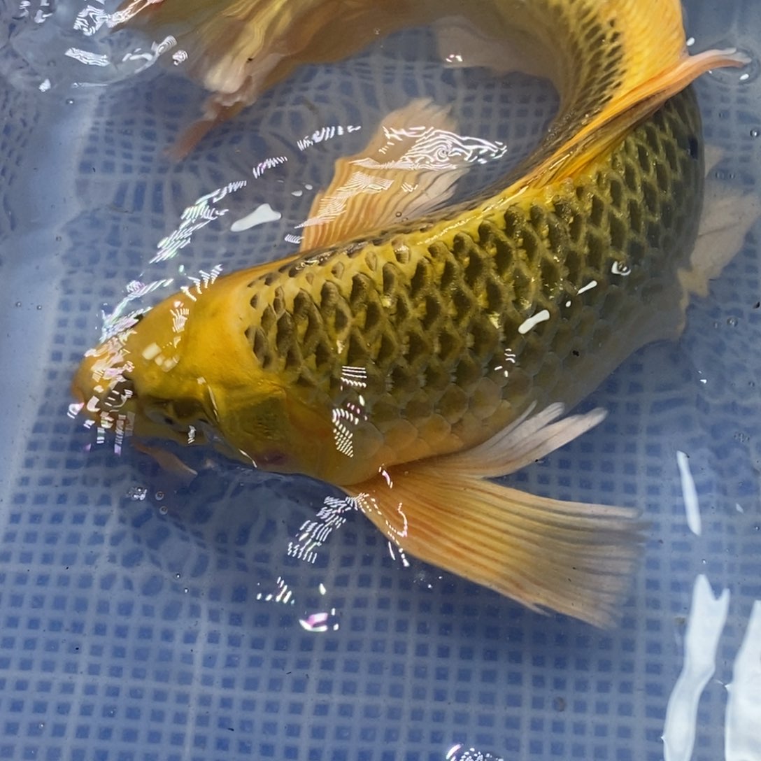 锦鲤锦鲤开衩充血掉鳞属于正常情况介意别拍 