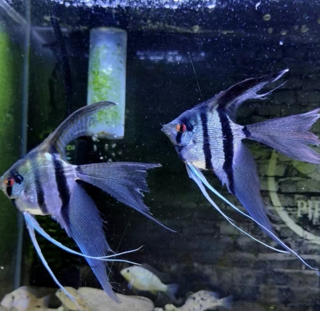 精品娜鲁湾神仙鱼（燕鱼）肉身尺寸5厘米左右，3条一组（拆袋不包损）