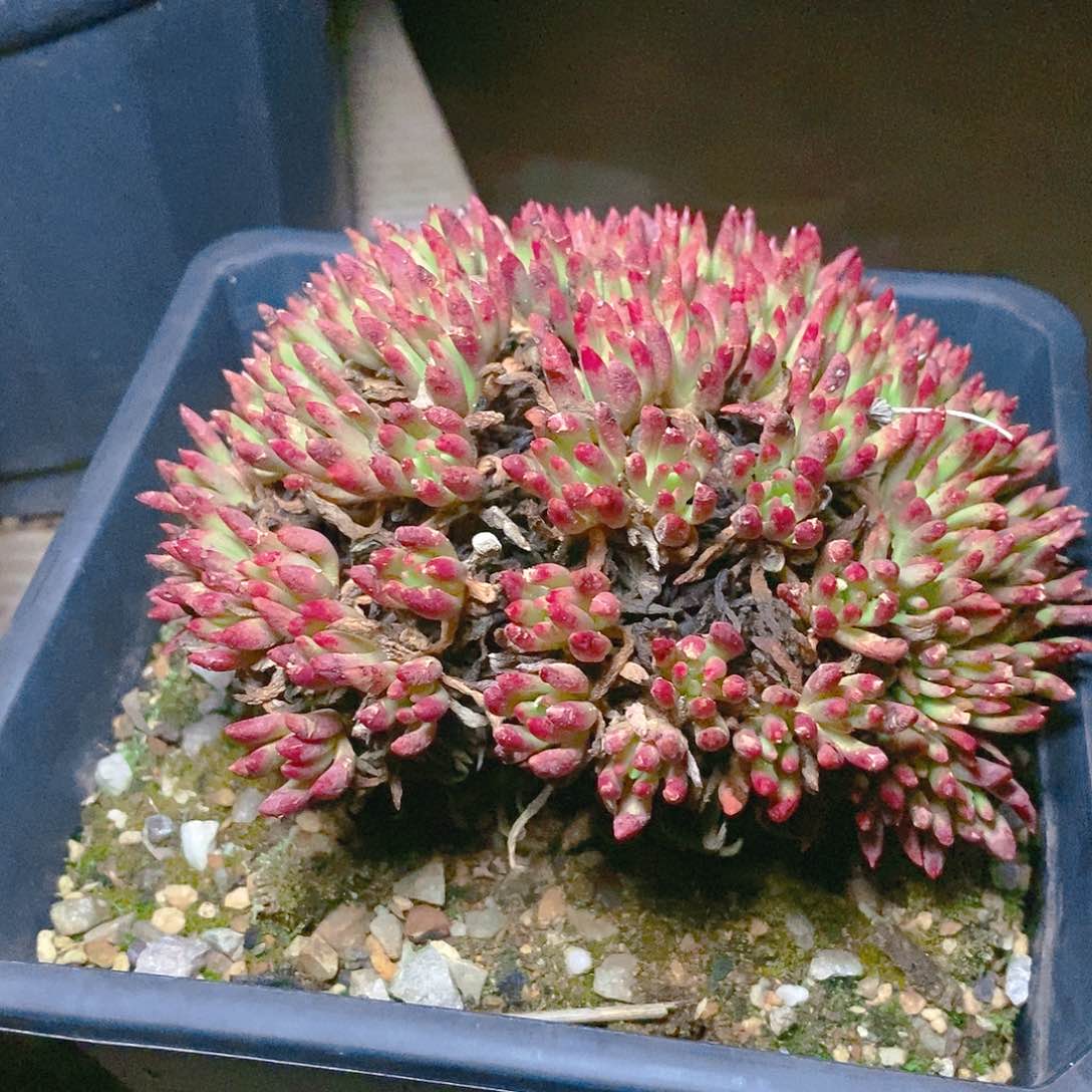 【闪购商品】哈哈哈哈维思辛达1495