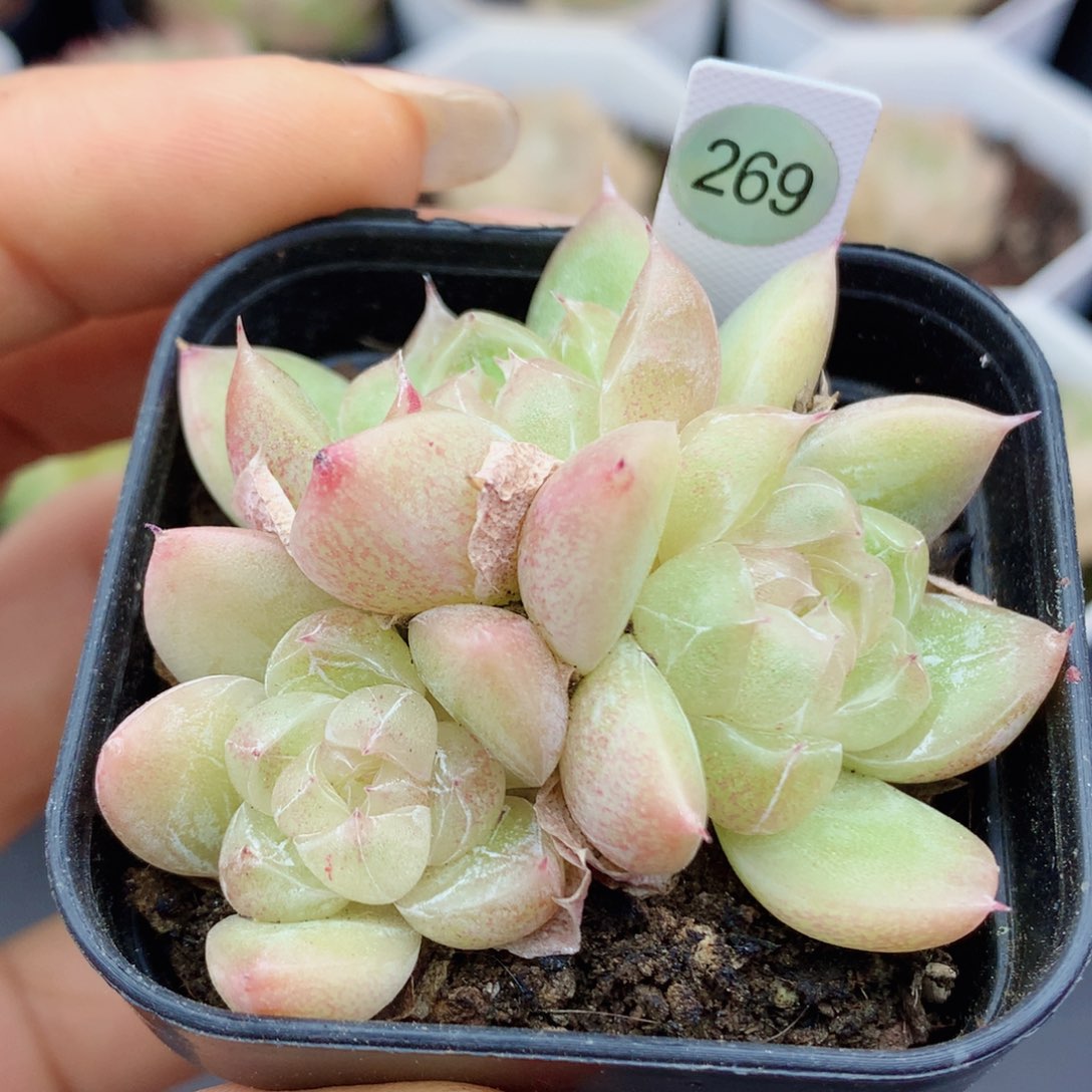 钻石58包邮  群生不包整269