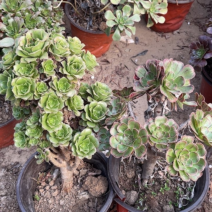 2棵玫瑰玫瑰玫瑰玫瑰