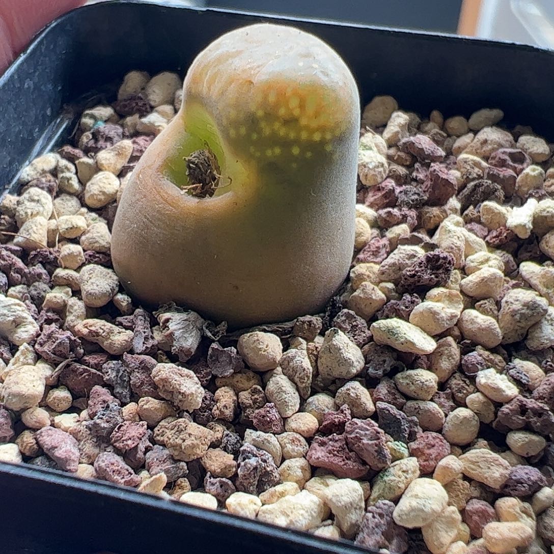 一物一拍脱土发。    727