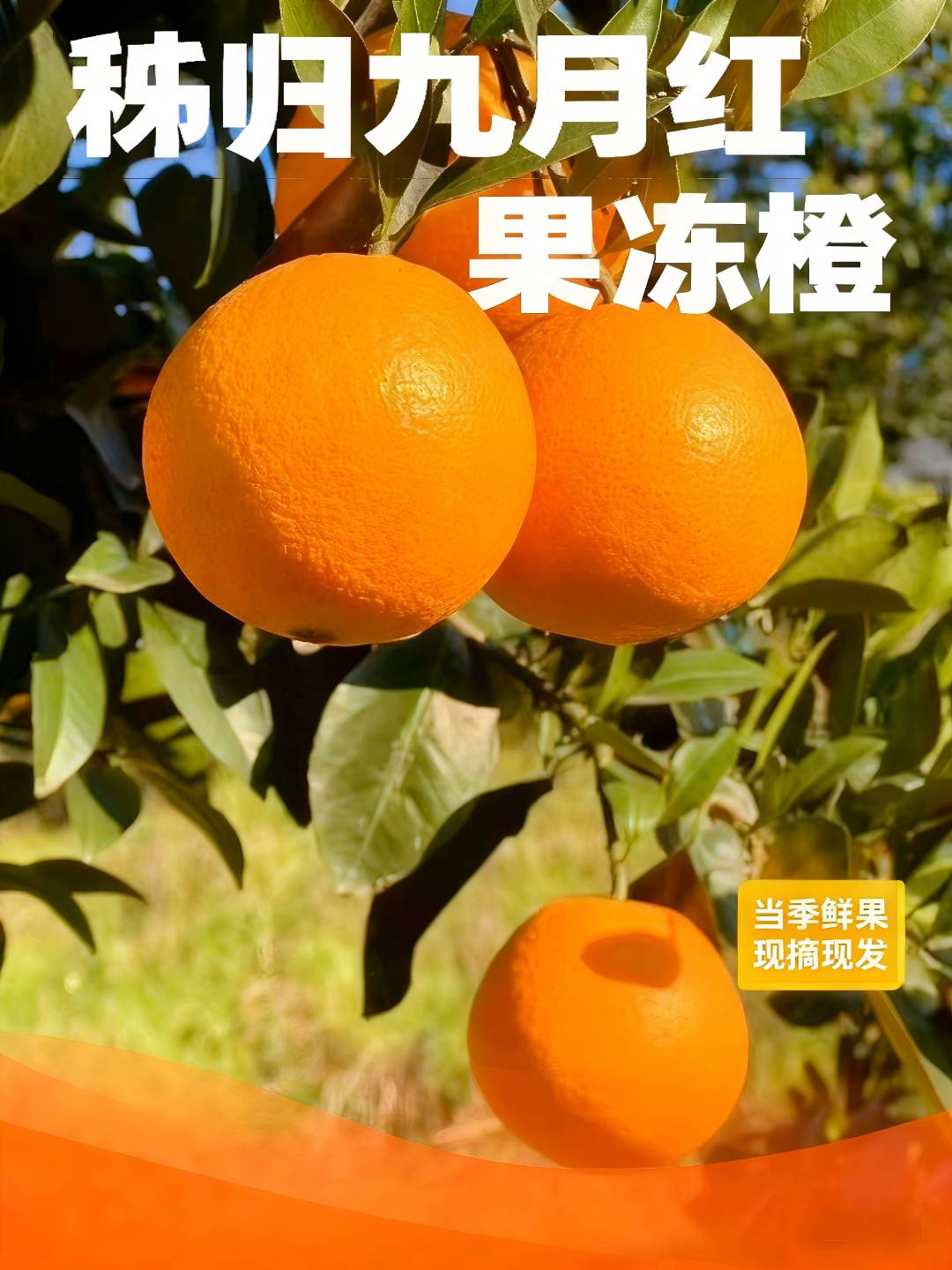 秭归九月红脐橙（东北地区专属保温发货）现采现发