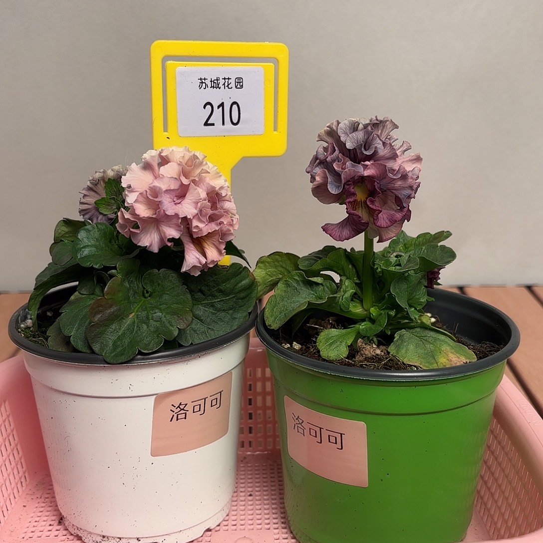 大部分开放少量花苞210