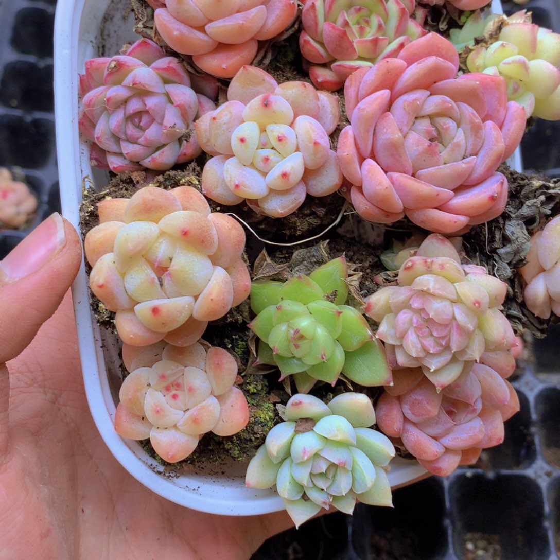 我要去看你了哦你029