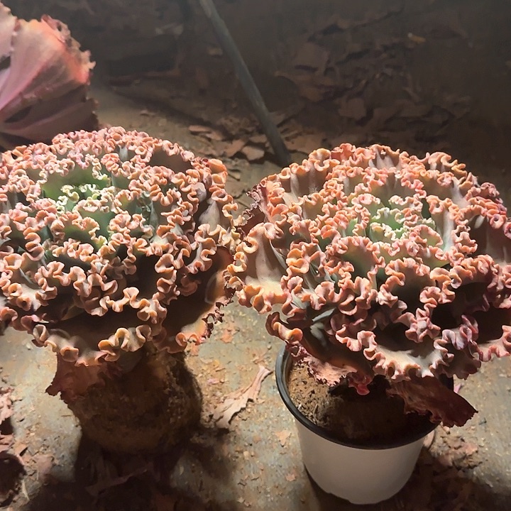 包菜系列女王花笠2一组