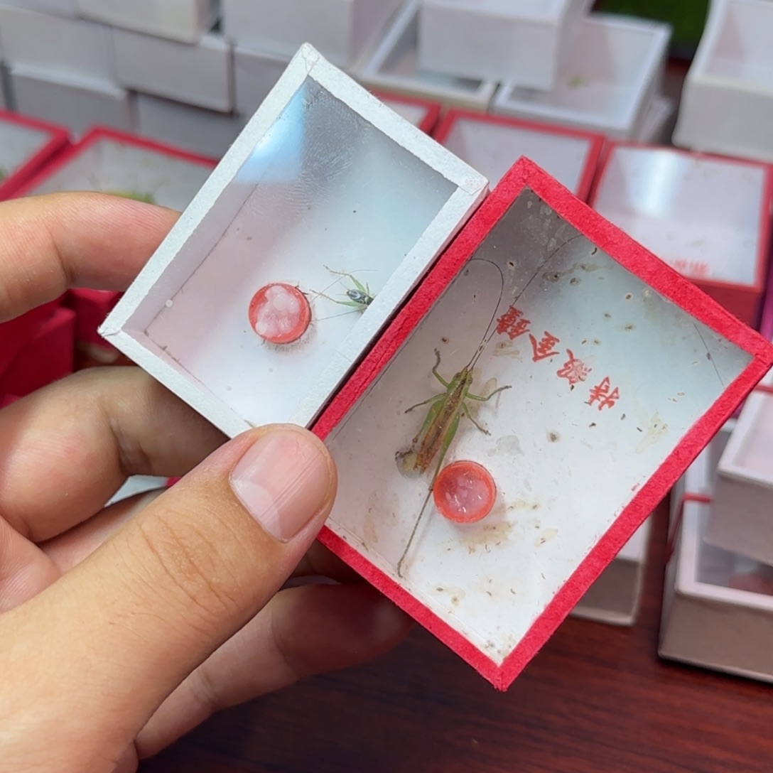 翡翠蛉加糖果彩螽两只