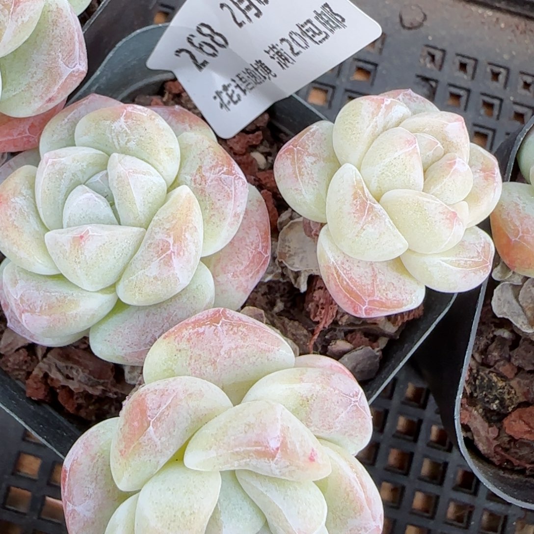 花语逸镜0205-268