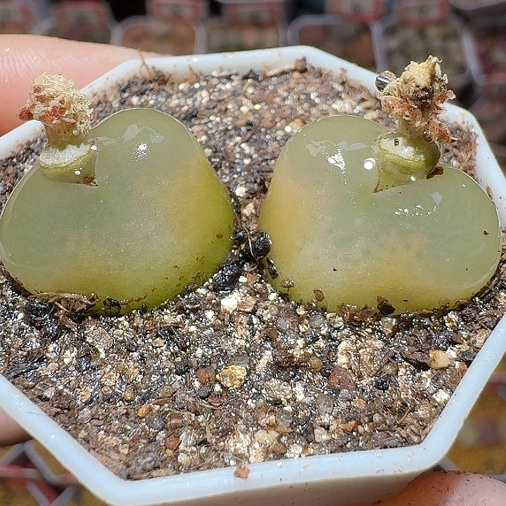生石花111111。      208