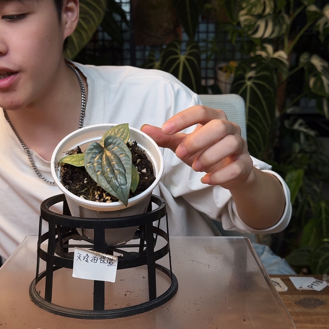 完全开放I43籽播奢华