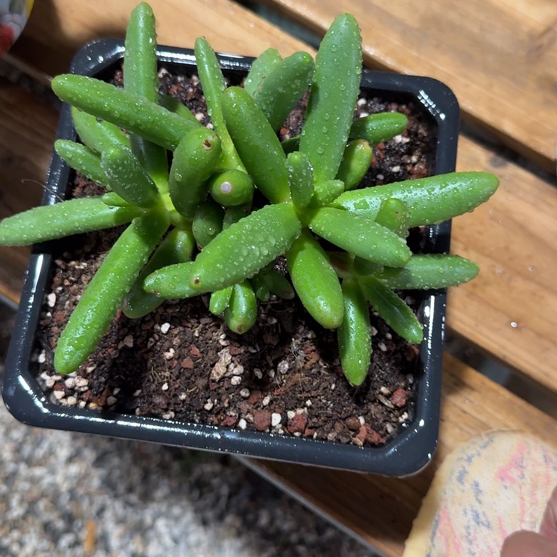 美人系多肉植物链接