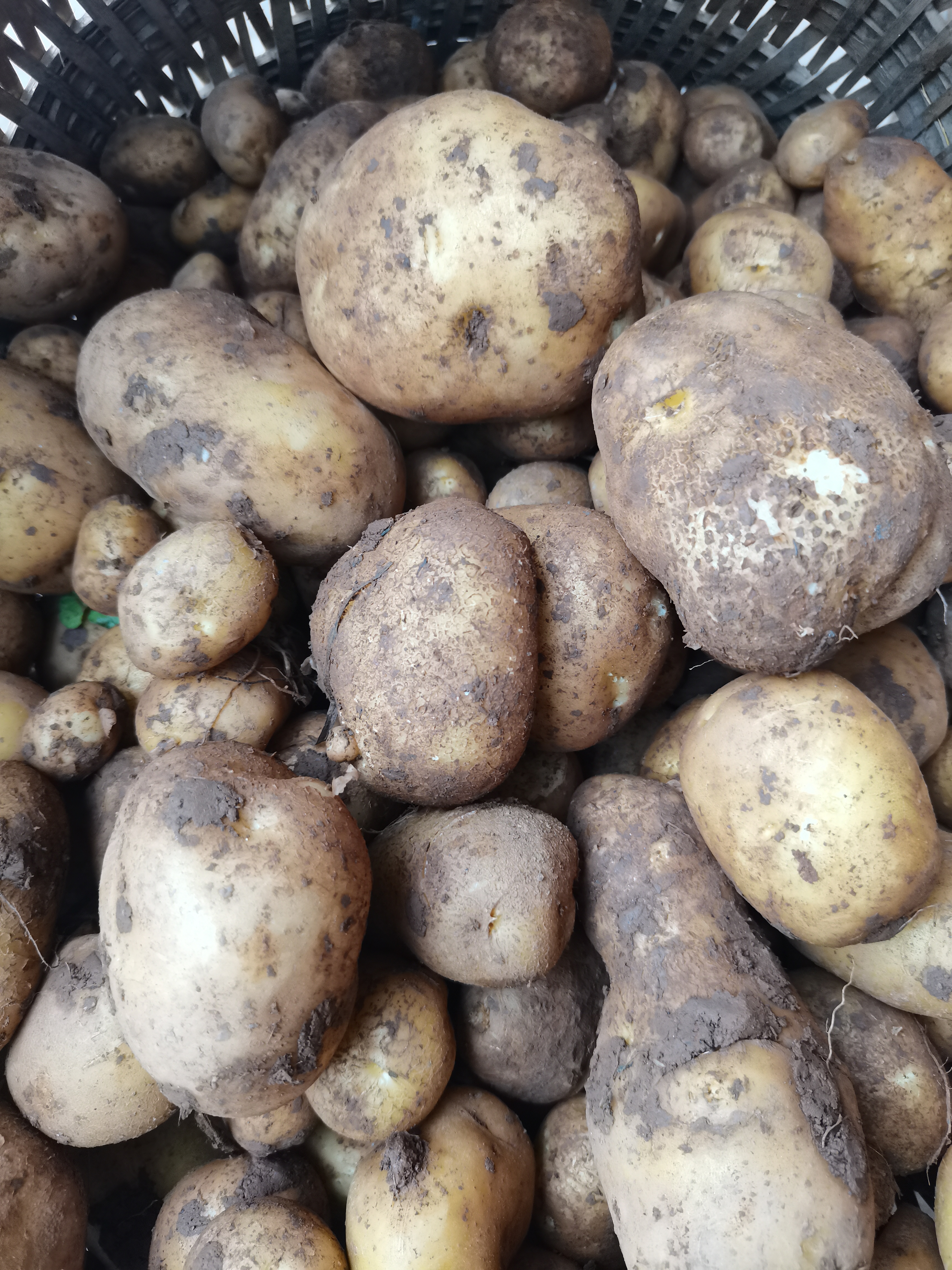 农家自种的新鲜秋洋芋现挖现发带泥发货