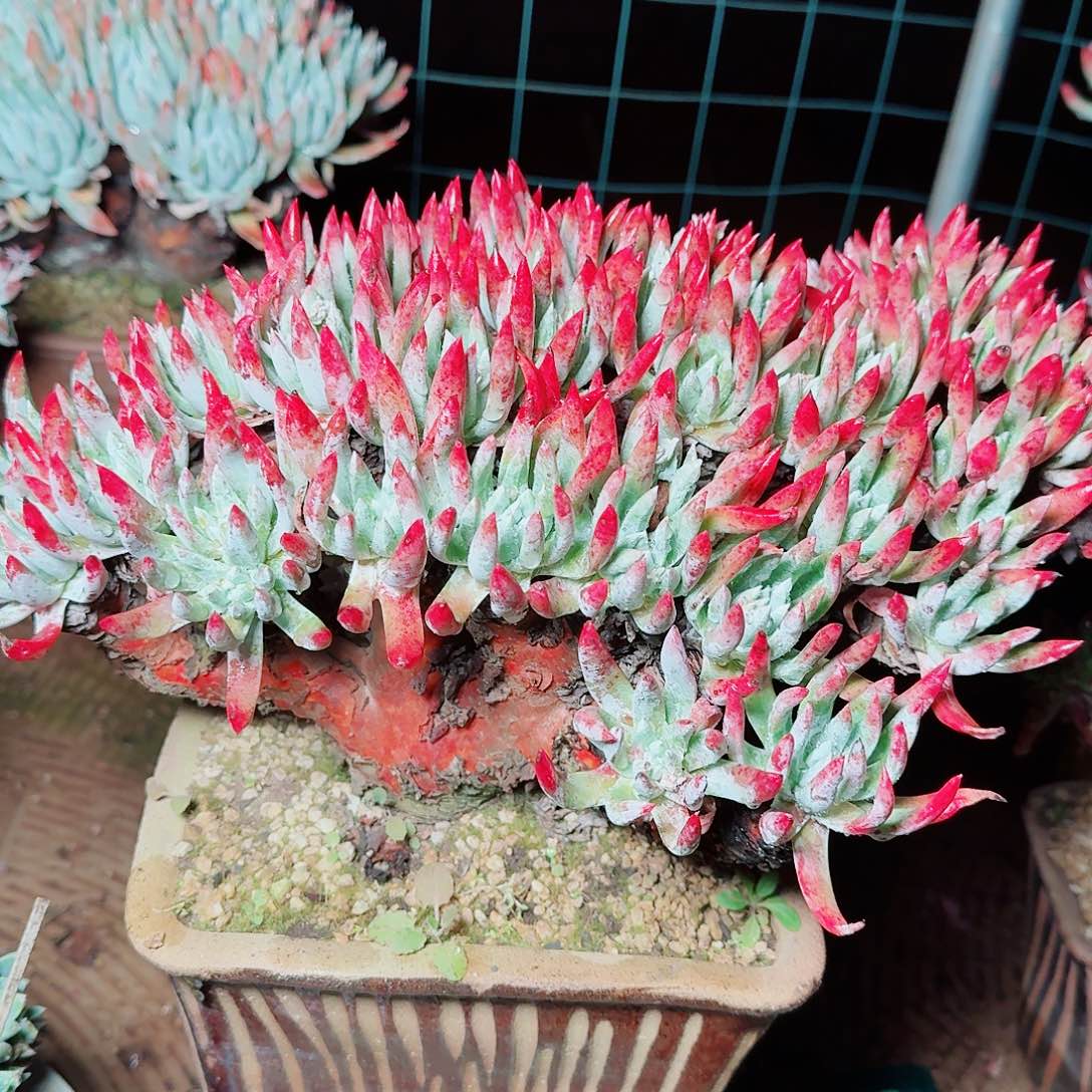 9575雪花仙女杯多肉