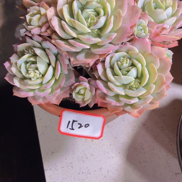 贩****好1520恋曲多肉