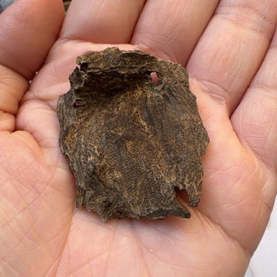 沉香木摆件海南老包壳沉水1.8克