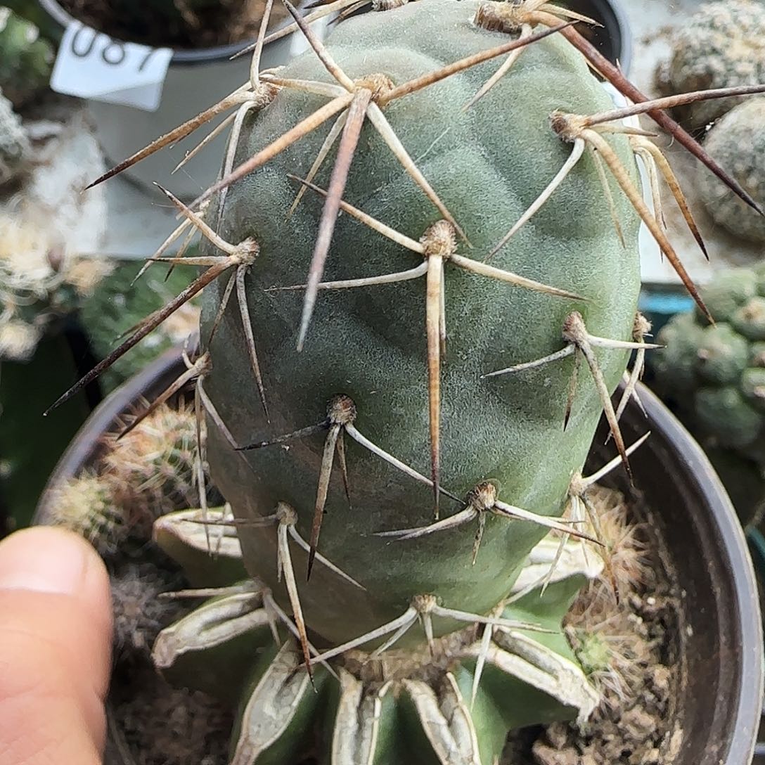 苗接狂刺习志野380。     