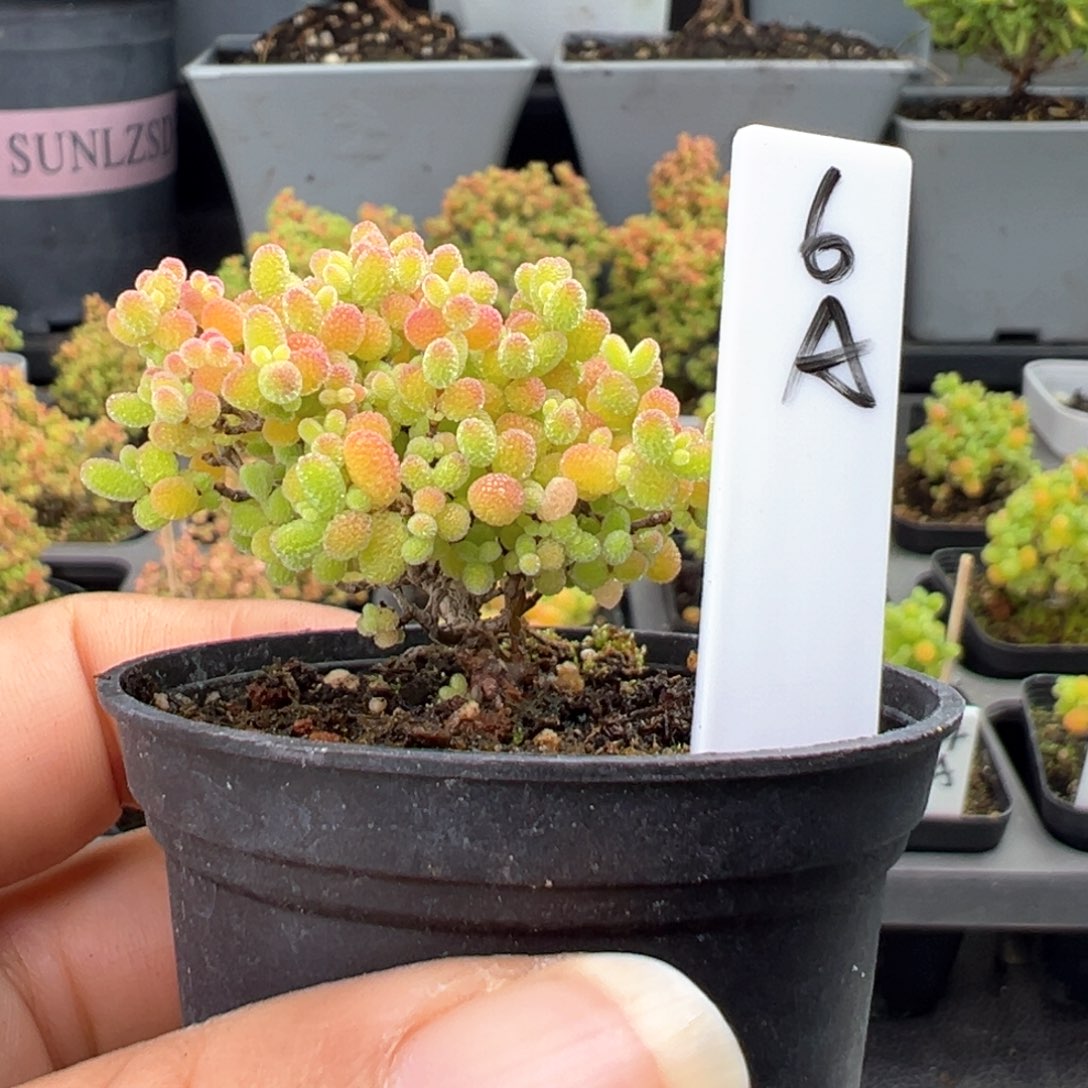 精控蜜橘糖球6号