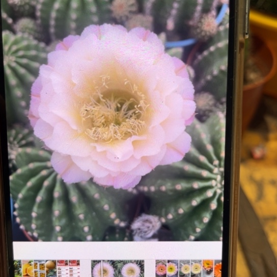 露露金刚白色有中脉线6-7公分左右