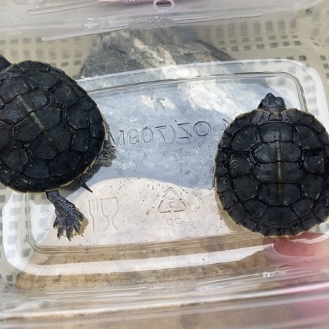 绿毛龟不分公母88888885855888