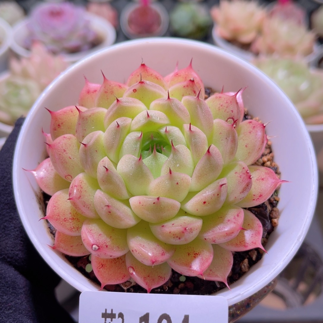 花利美3-104海王微瑕