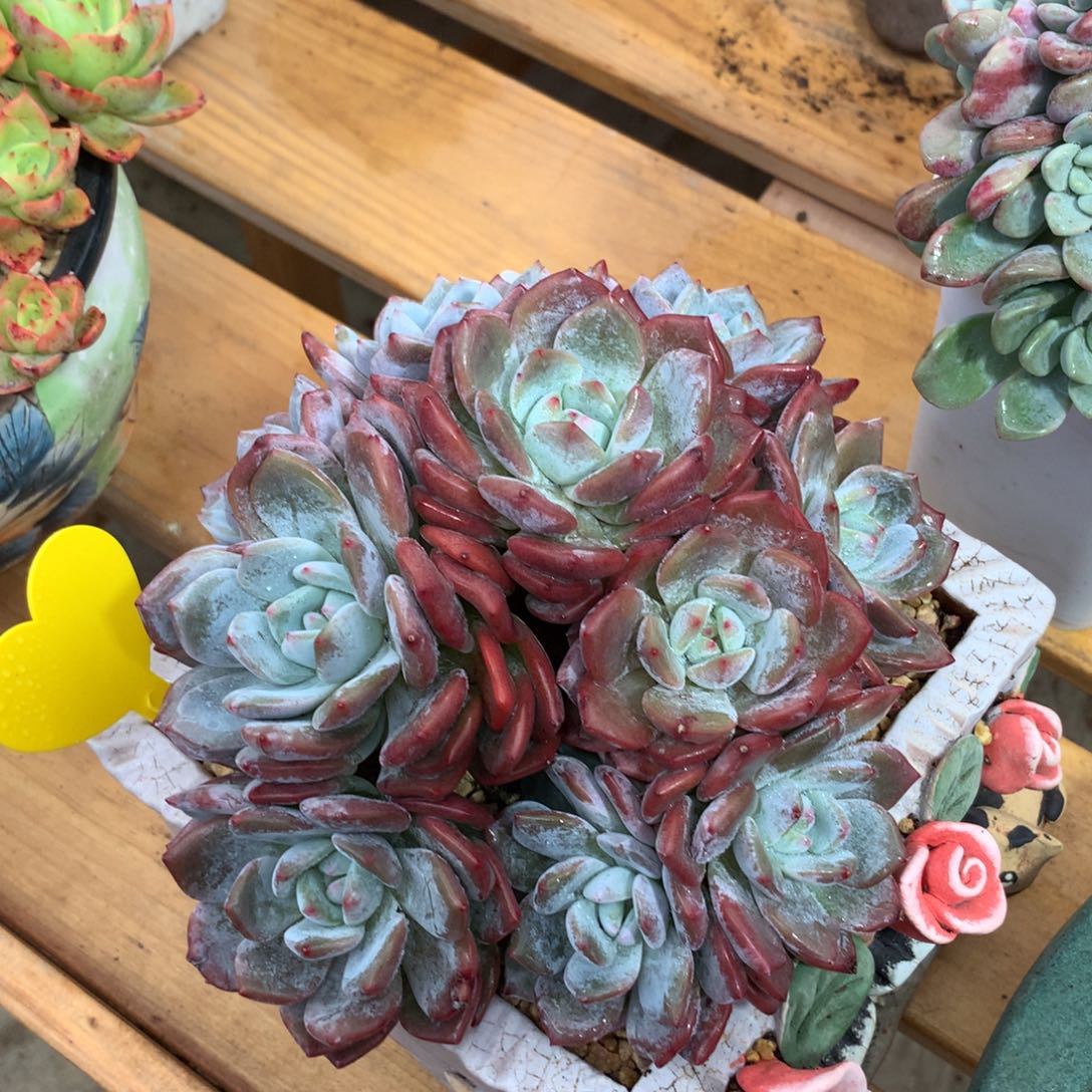 橙子啊啊啊啊啊啊啊