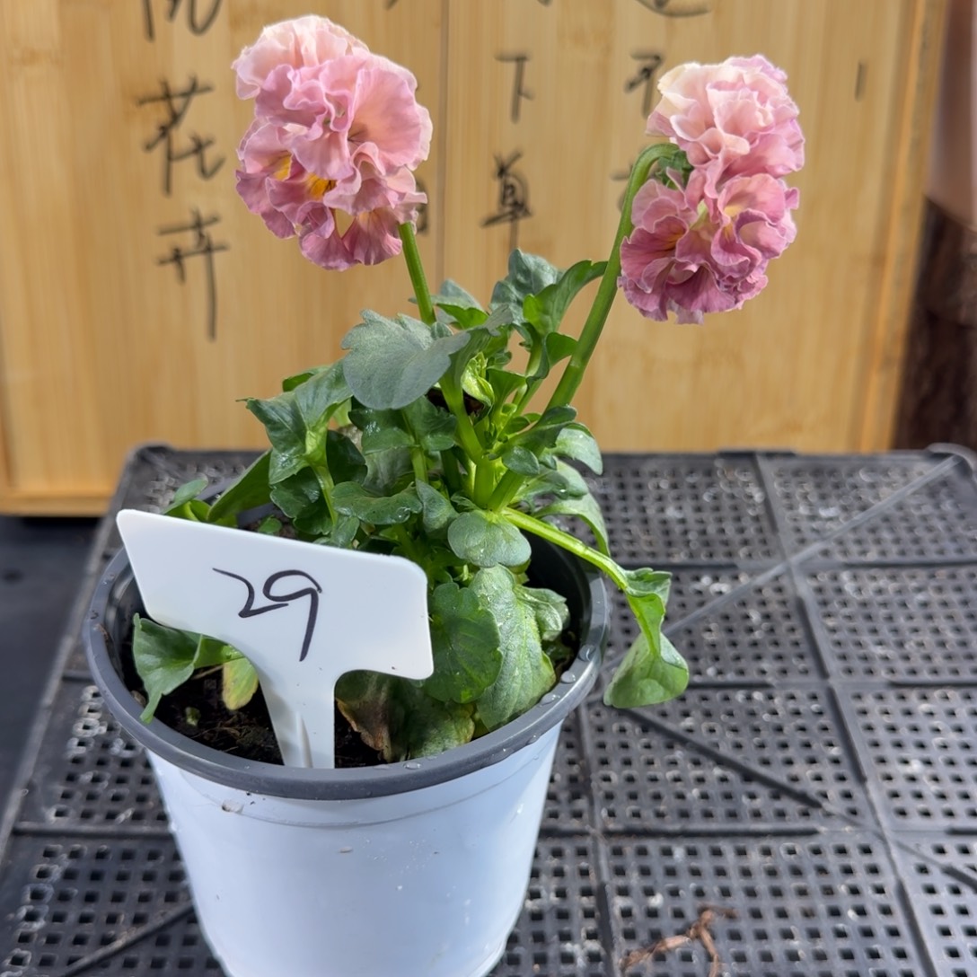 完全开放29号粉色礼服29