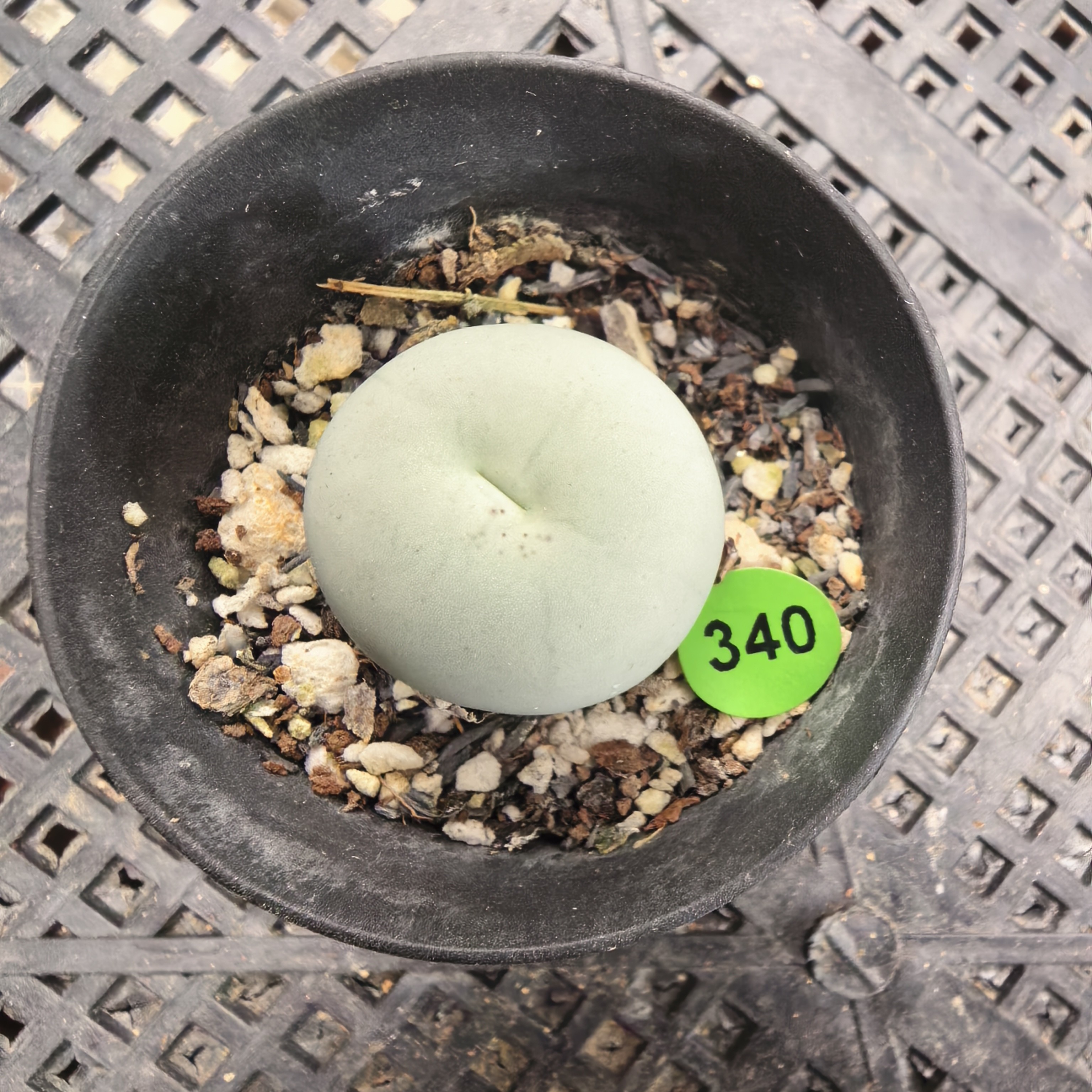 鸽子蛋2.1cm带盆多肉340