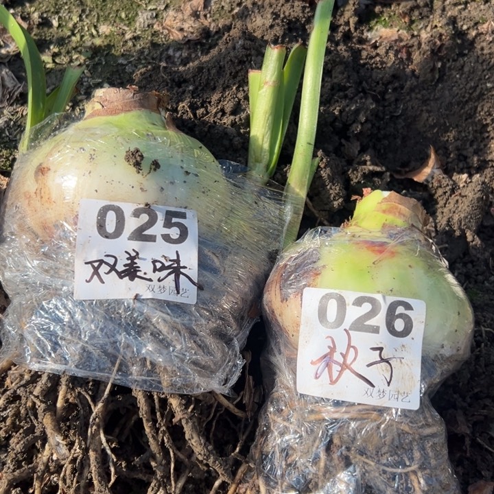 无花朵木*屁双美味025    秋子026