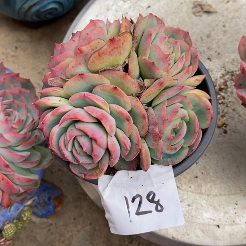 【闪购商品】浅*多肉植物