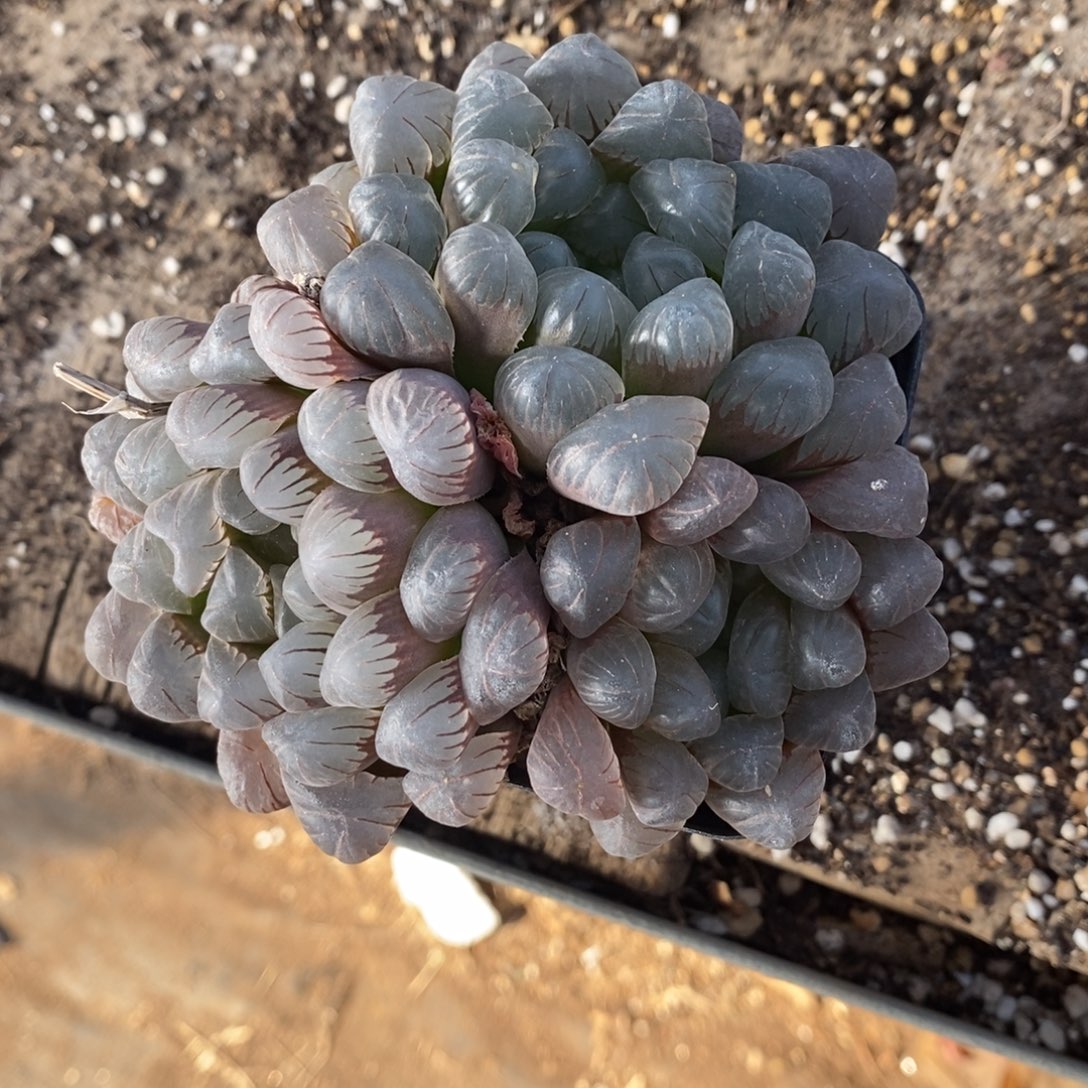 ****#2226 一颗福利。   