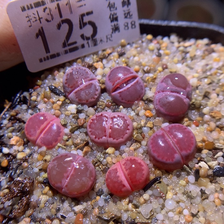 精品生石花311.125